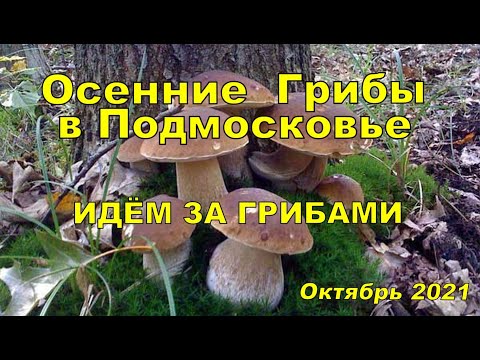 AUTUMN MUSHROOMS IN MOSCOW REGION OCTOBER 2021 🍄 WHITE MUSHROOMS