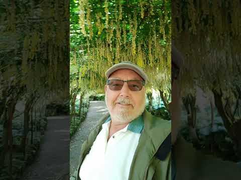 Bodnant Gardens Stunning Laburnum Arch