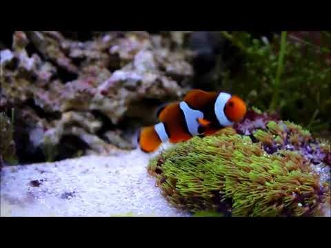 巴布亞半黑邊小丑與丁香珊瑚 Percula Clownfish & Green Star Polyps1K