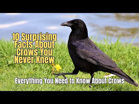 ✅ 10 Surprising Facts About Crows You Never Knew ❗Why Crows Are Very Intelligent 🚫