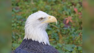 American Bald Eagle finally named the official bird of United States