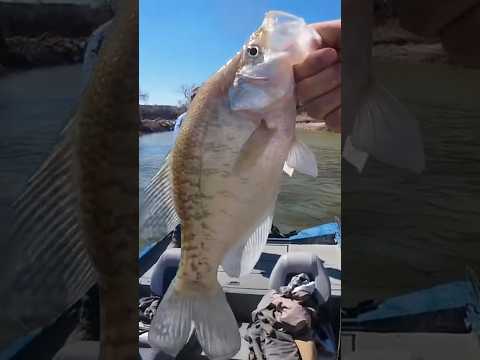 Crappie Be Creekin