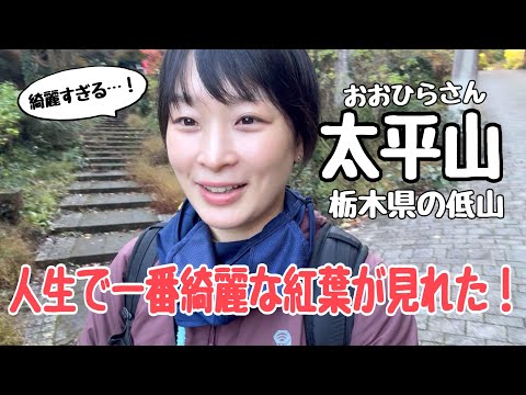 【栃木県 太平山】ここまで綺麗な紅葉は見たことない！秋の山を、のんびり贅沢登山♪