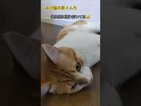 壁と床に張り付き猫　#cute #cutecat #猫のいる暮らし #茶トラ