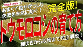 トウモロコシの育て方（種まきから収穫まで）