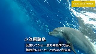 勉強して行きたくなった世界遺産第7位『小笠原諸島』