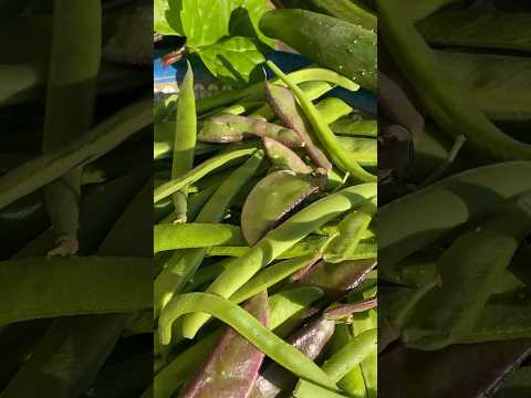 Organic vegetables from backyard garden