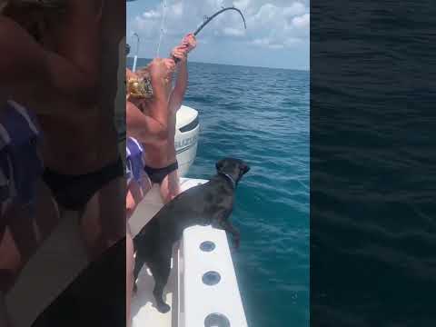 Takes 3 guys to reel in one fish. #fishing #fishingcharter #naples #shorts #shortvideo #sharkattack