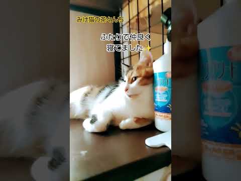 仲良しなふたり猫　#猫のいる暮らし #三毛猫#茶トラ#cute#cat