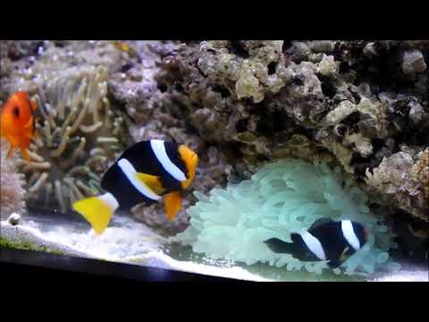 印度紅小丑Red saddleback anemonefish  1k