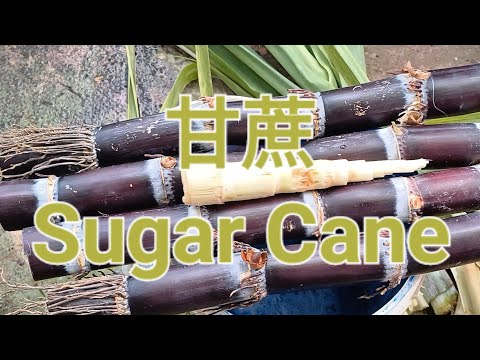 甘蔗Sugar Cane