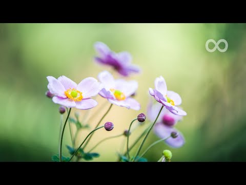 Beautiful Piano Music - Relaxing Music, Study Music, Stress Relief, Sleep Music (Akudo)