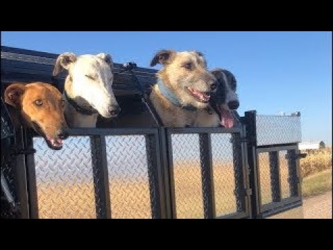 Double Coyote Catch With Dogs!!!