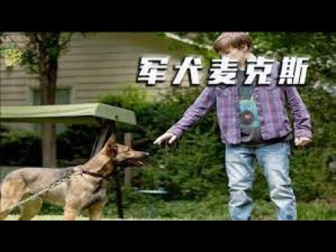 《军犬麦克斯》一条狗当它失去主人那一刻，就等于失去了所有