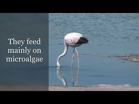 The Six Species of Flamingos with Facts, Les flamants, Flamígos, Hồng hạc, 火烈鸟