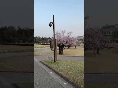 30)金沢城公園の桜の向こうに見えるのは？