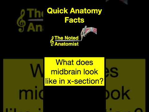 Midbrain x section #shorts