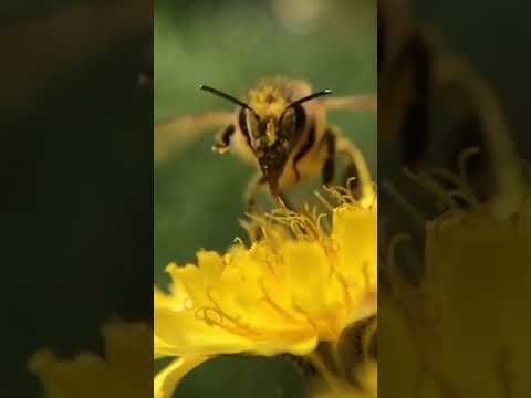 Bees are amazing!