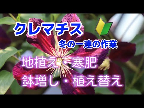 クレマチス初心者🔰冬の一連の作業　地植え・寒肥・鉢増し・植え替え