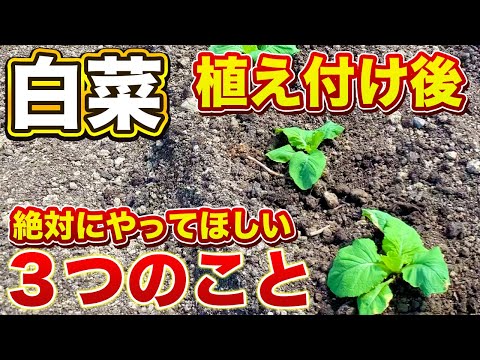 【白菜栽培】必ずやってほしい３つのこと！植え付け１週間が勝負です！