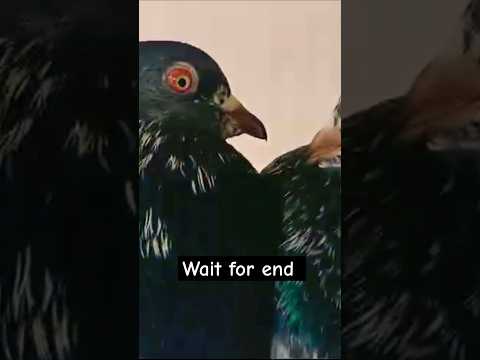 Dab wala joda #pigeon #shortvideo #shorts #viralvideo #viralshorts