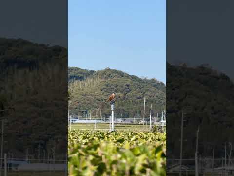 ❮ 茶畑の生き物たち ❯ モズ（百舌鳥）