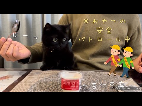 ご飯とスイーツの匂いに誘われてやって来る黒猫｜独特な鳴き声