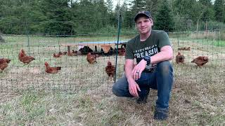 Simple Daily Care Routine for our Pastured Poultry (Broiler Chicks)