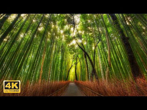 Stunning Forests Views 4k with relaxation music