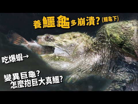 【從零開始養】鱷龜下!吃爆草蝦、吳郭魚!變異巨龜!怎麼抱巨大真鱷?【許伯簡芝】