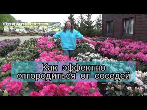 КАК ЭФФЕКТНО ОТГОРОДИТЬСЯ ОТ СОСЕДЕЙ | Создаем малоуходный сад вместе с ЭКОПЛАНТ #2