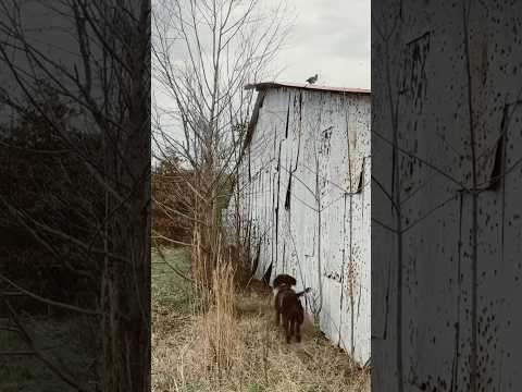 When your buddy lies about where base is #germanwirehairedpointer #birdhunting