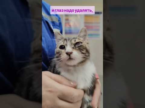 ЗАВТРА ОПЕРАЦИЯ У МАЛЫШКА ИЗ КЛИНИКИ (13.12.24). Нужна помощь#cat