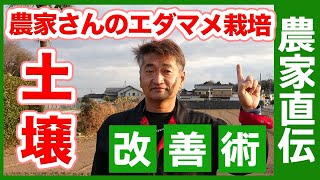 家庭菜園や農園で枝豆栽培に最適な土作りとは！？農家さんにエダマメ栽培に適した土作りや土壌改善のコツを教えてもらいました【農家直伝】