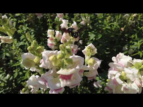 footage - flowers and bees