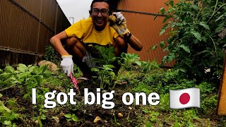 I dug out potatoes in my Japanese garden 自家栽培ジャガイモでポテトチップス