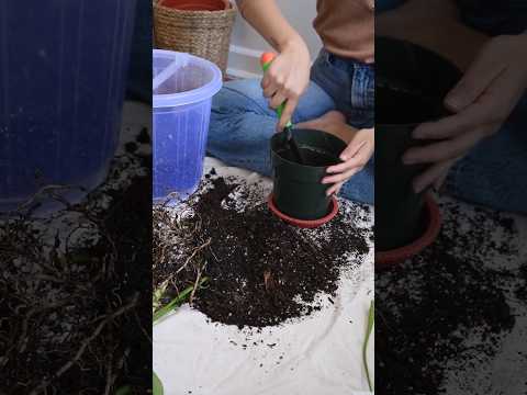 Best soil for home gardening 🌱 | #shorts #shortsvideo #trending #letsgardenup #viral #gardeningtips