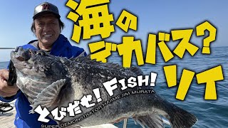 【村田基】海のデカバス？爆釣！小樽のソイゲーム