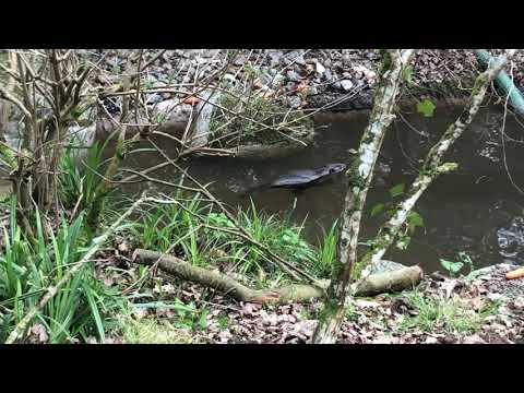 Rescued beavers move to Cornish Seal Sanctuary