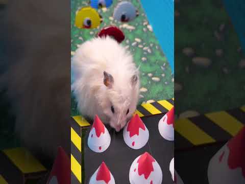 DIY New Colorful hamster maze #Shorts