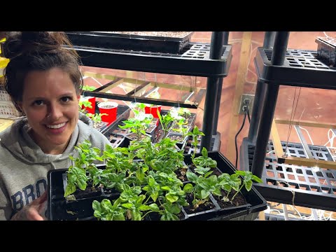 Growing our own FOOD | Starting seeds indoors | Homesteading