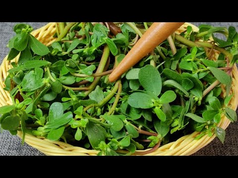 A New Way to Enjoy Purslane: No Stir-Frying or Tossing, Just Delicious!