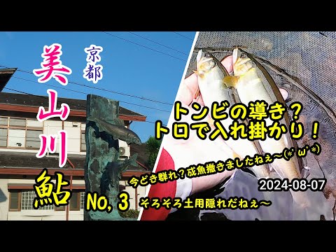 2024-08-07  京都美山川 アユ友釣り調査！No,3