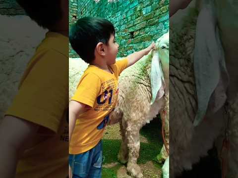 eid mubarak status 2024 | Eid ul Azha Mubarak | Cute babies with Bakra | #viral