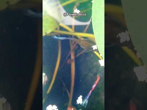 Mini Lotus pond and Guppies #shorts #fishes #lotuspond