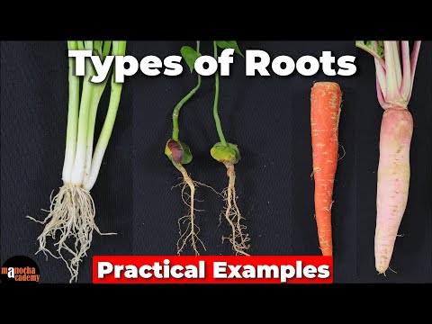 Types of Roots