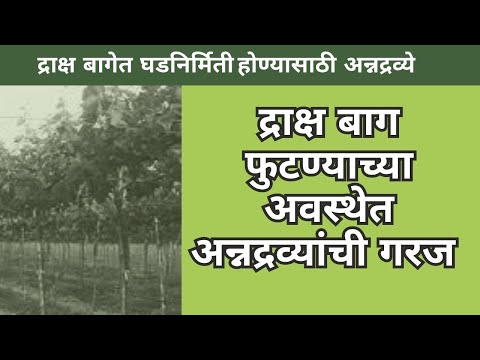 द्राक्षबाग फुटण्याच्या अवस्थेतअन्नद्रव्यची गरज|Nutrient requirements in the budding stage in grapes