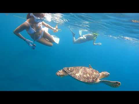 海がめとマーメイド - 石垣島タチイ浜(大崎海岸)