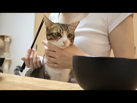 人間のご飯を食べたくて飼い主を1日中監視する猫