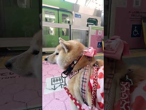 この電車の次に乗ります【介助犬と桃にゃん】 #柴犬介助犬 #介助犬るな #介助犬と桃にゃん #介助犬 #dog #doglover #cutedog #柴犬